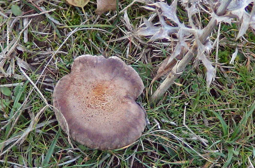 seta de cardo - pleorotus eryngii -setas comestibles - la casa de las setas
