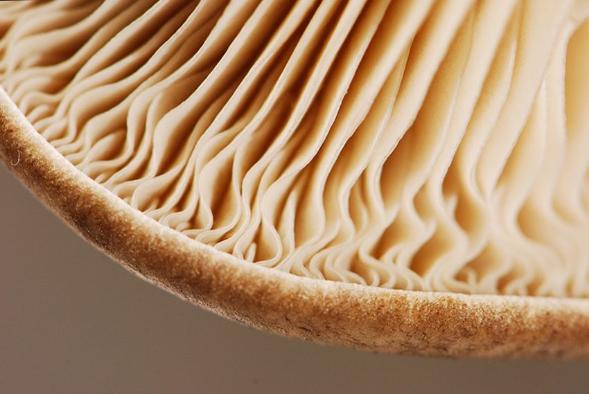 seta de cardo - pleorotus eryngii -setas comestibles - la casa de las setas