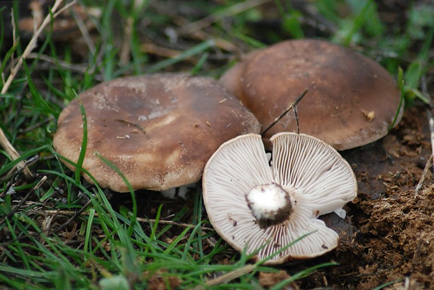 seta de cardo - pleorotus eryngii -setas comestibles - la casa de las setas