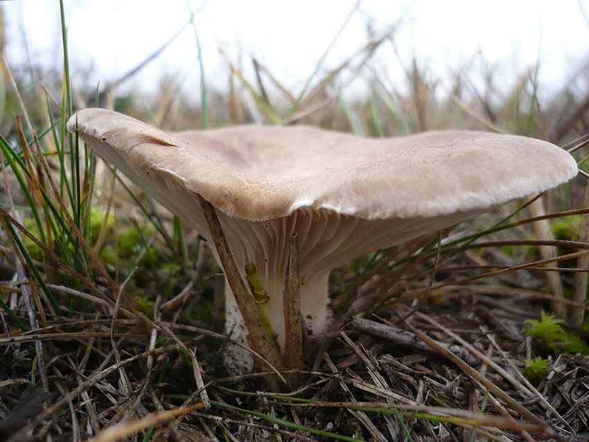 seta de cardo - pleorotus eryngii -setas comestibles - la casa de las setas