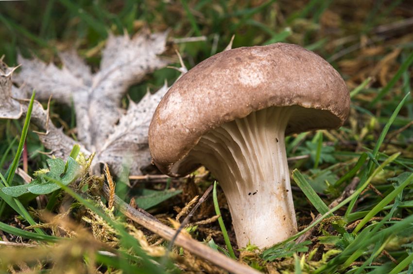 seta de cardo - pleorotus eryngii -setas comestibles - la casa de las setas
