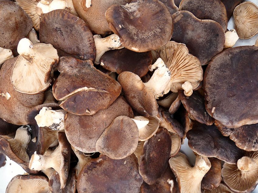 seta de cardo - pleorotus eryngii -setas comestibles - la casa de las setas