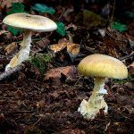 amanita phalloides - cicuta verde - farinera borda - amanita mortal - setas venenosas - la casa de las setas