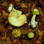 amanita phalloides - cicuta verde - farinera borda - amanita mortal - setas venenosas - la casa de las setas