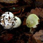 amanita phalloides - cicuta verde - farinera borda - amanita mortal - setas venenosas - la casa de las setas