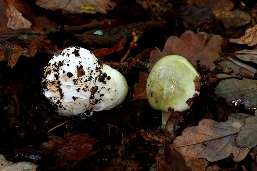 amanita phalloides - cicuta verde - farinera borda - amanita mortal - setas venenosas - la casa de las setas
