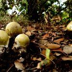 amanita phalloides - cicuta verde - farinera borda - amanita mortal - setas venenosas - la casa de las setas