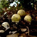 amanita phalloides - cicuta verde - farinera borda - amanita mortal - setas venenosas - la casa de las setas