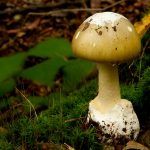amanita phalloides - cicuta verde - farinera borda - amanita mortal - setas venenosas - la casa de las setas