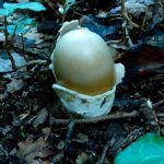 amanita phalloides - cicuta verde - farinera borda - amanita mortal - setas venenosas - la casa de las setas
