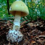 amanita phalloides - cicuta verde - farinera borda - amanita mortal - setas venenosas - la casa de las setas