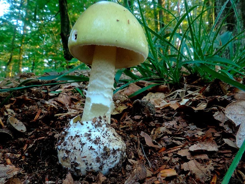 amanita phalloides - cicuta verde - farinera borda - amanita mortal - setas venenosas - la casa de las setas