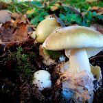 amanita phalloides - cicuta verde - farinera borda - amanita mortal - setas venenosas - la casa de las setas