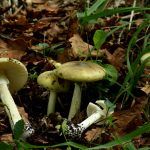 amanita phalloides - cicuta verde - farinera borda - amanita mortal - setas venenosas - la casa de las setas