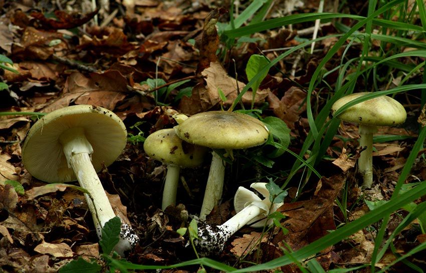 amanita phalloides - cicuta verde - farinera borda - amanita mortal - setas venenosas - la casa de las setas