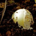 amanita phalloides - cicuta verde - farinera borda - amanita mortal - setas venenosas - la casa de las setas