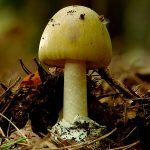 amanita phalloides - cicuta verde - farinera borda - amanita mortal - setas venenosas - la casa de las setas