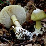 amanita phalloides - cicuta verde - farinera borda - amanita mortal - setas venenosas - la casa de las setas