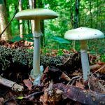 amanita phalloides - cicuta verde - farinera borda - amanita mortal - setas venenosas - la casa de las setas