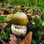 amanita phalloides - cicuta verde - farinera borda - amanita mortal - setas venenosas - la casa de las setas