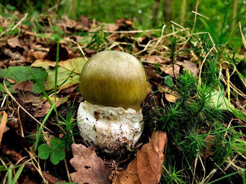 amanita phalloides - cicuta verde - farinera borda - amanita mortal - setas venenosas - la casa de las setas