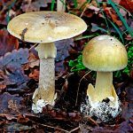amanita phalloides - cicuta verde - farinera borda - amanita mortal - setas venenosas - la casa de las setas