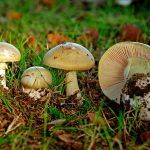 amanita phalloides - cicuta verde - farinera borda - amanita mortal - setas venenosas - la casa de las setas