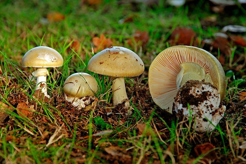amanita phalloides - cicuta verde - farinera borda - amanita mortal - setas venenosas - la casa de las setas