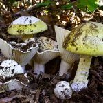 amanita phalloides - cicuta verde - farinera borda - amanita mortal - setas venenosas - la casa de las setas