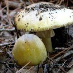 amanita phalloides - cicuta verde - farinera borda - amanita mortal - setas venenosas - la casa de las setas