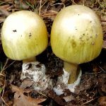 amanita phalloides - cicuta verde - farinera borda - amanita mortal - setas venenosas - la casa de las setas