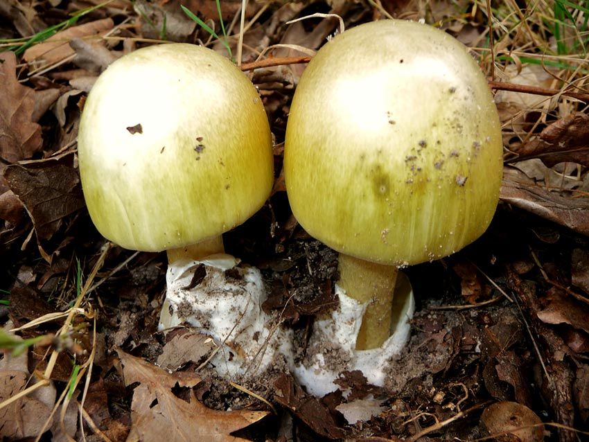 amanita phalloides - cicuta verde - farinera borda - amanita mortal - setas venenosas - la casa de las setas