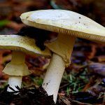 amanita phalloides - cicuta verde - farinera borda - amanita mortal - setas venenosas - la casa de las setas