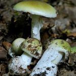 amanita phalloides - cicuta verde - farinera borda - amanita mortal - setas venenosas - la casa de las setas