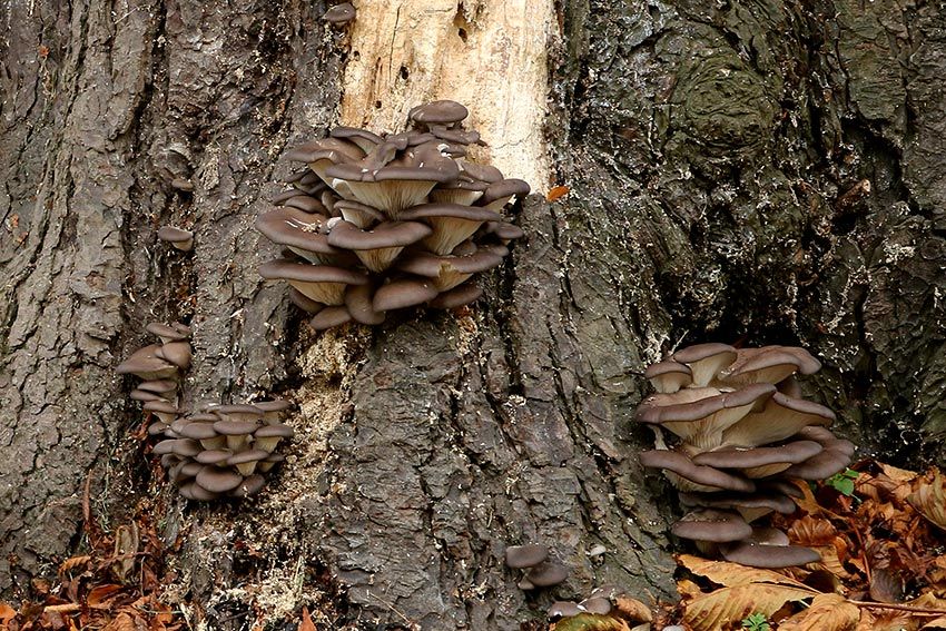 seta de ostra -girgola-orellana-pleurotus-ostreatus-la casa de las setas