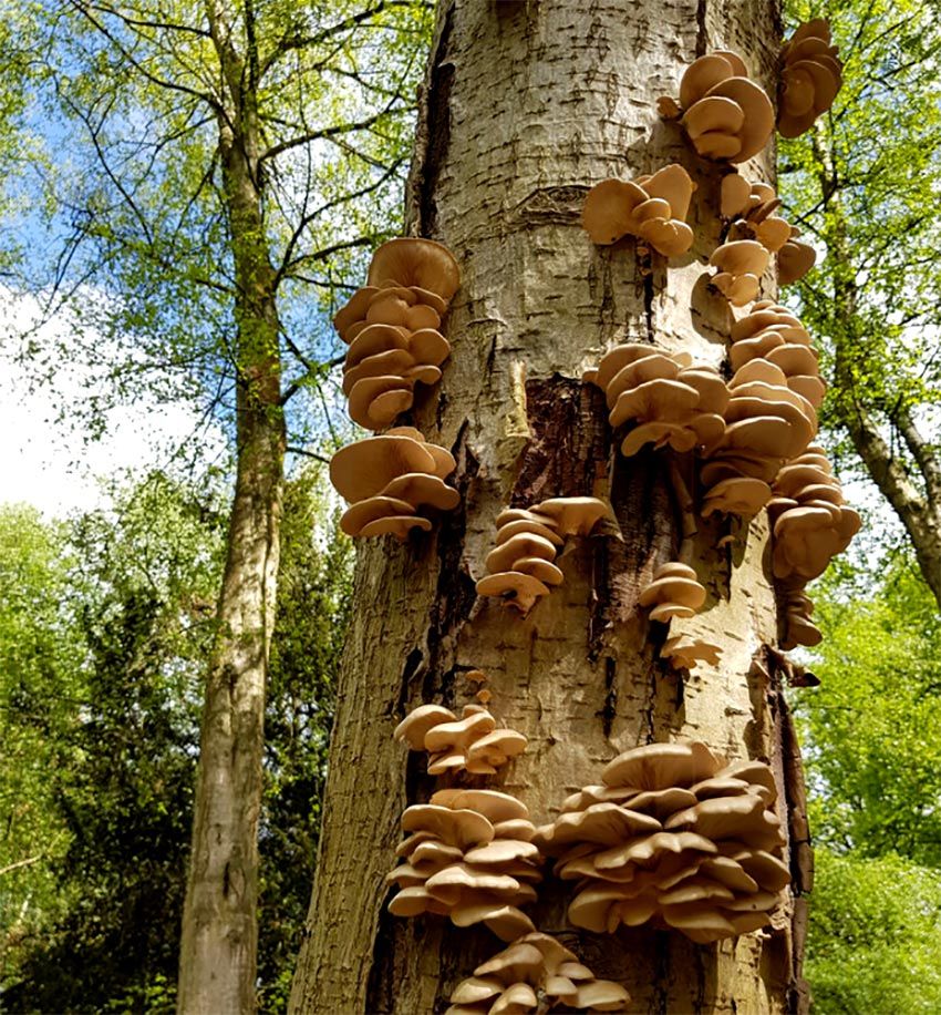 seta de ostra -girgola-orellana-pleurotus-ostreatus-la casa de las setas