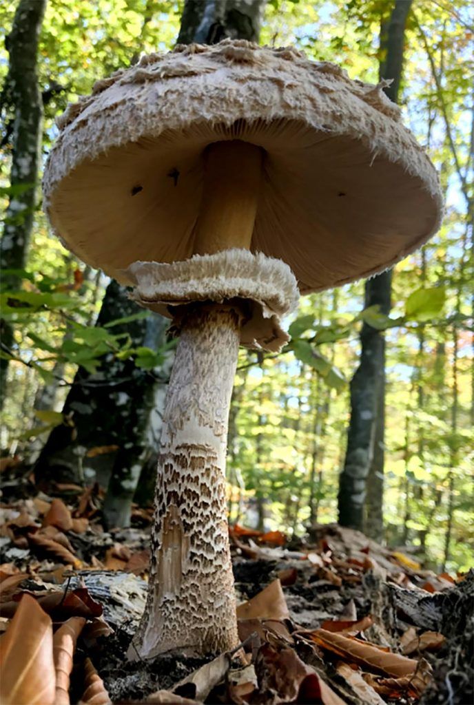 macrolepiota procera-apagallums-parasol-galimperna-la casa de las setas
