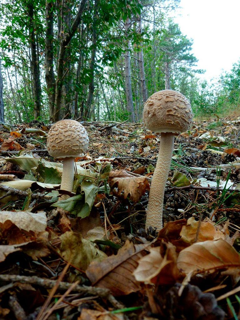 macrolepiota procera-apagallums-parasol-galimperna-la casa de las setas
