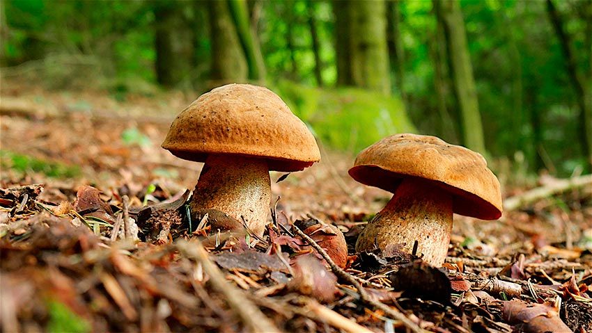 boletus erythropus - pie rojo - mataparientes - la casa de las setas