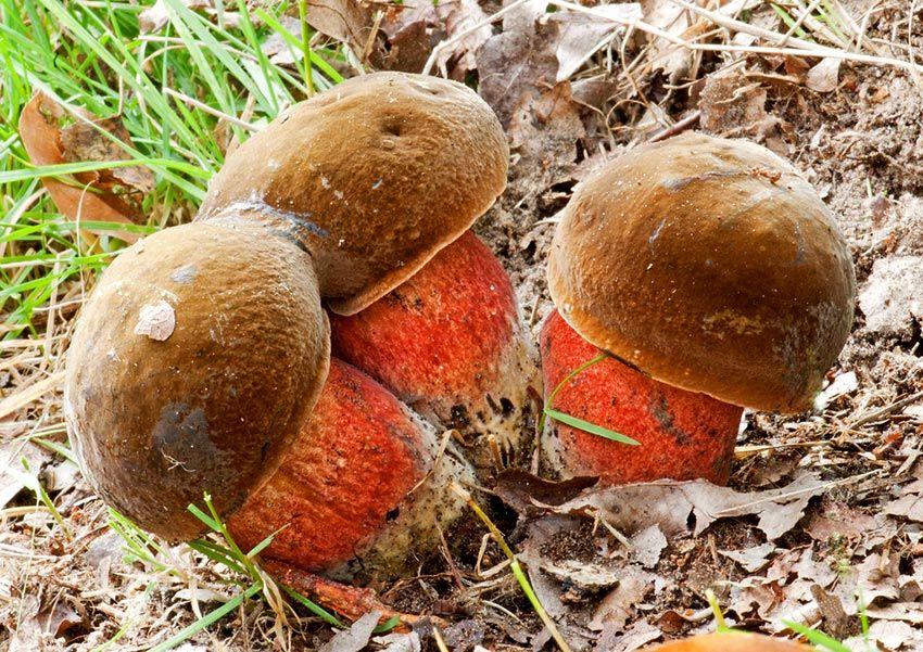 boletus erythropus - pie rojo - mataparientes - la casa de las setas