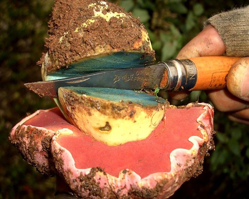 boletus satanas - la casa de las setas