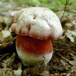 boletus satanas - la casa de las setas