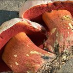 boletus satanas - la casa de las setas