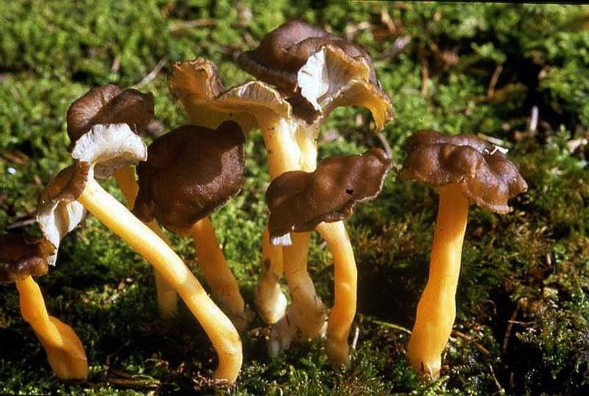 camagroc-cantharellus lutescens-angula de monte-la casa de las setas