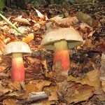 boletus satanas - la casa de las setas