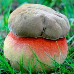 boletus satanas - la casa de las setas