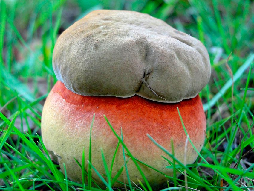 boletus satanas - la casa de las setas