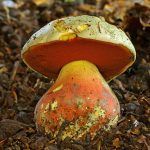 boletus satanas - la casa de las setas