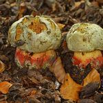 boletus satanas - la casa de las setas