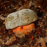 boletus satanas - la casa de las setas
